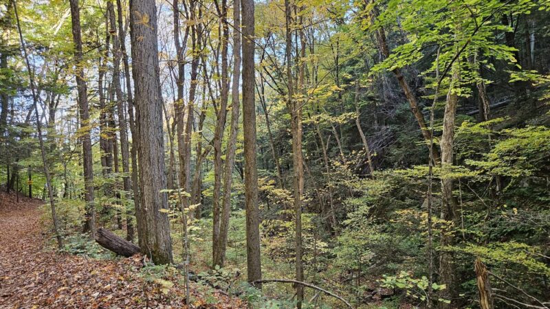 Graphite Range Community Forest - Wilton, NY