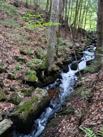 Graphite Range Community Forest - Wilton, NY