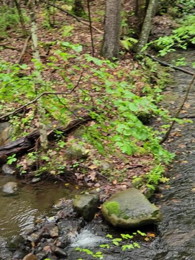 Orra Phelps Nature Preserve - Wilton, NY