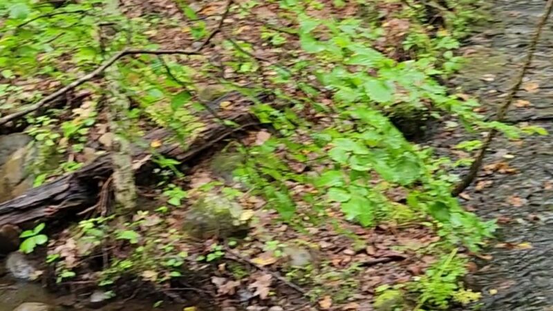 Orra Phelps Nature Preserve - Wilton, NY