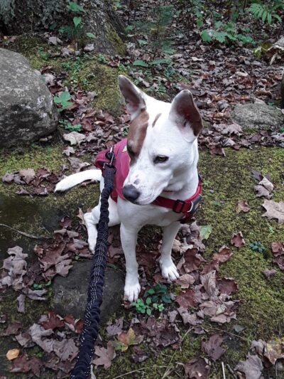 Orra Phelps Nature Preserve - Wilton, NY