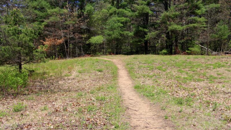 Saratoga Sand Plains Wildlife Management Area - Wilton, NY