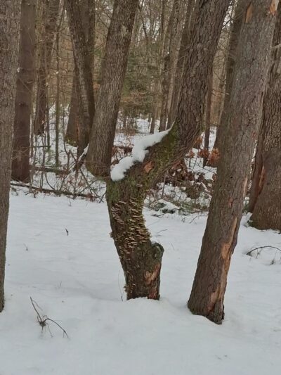 Saratoga Sand Plains Wildlife Management Area - Wilton, NY