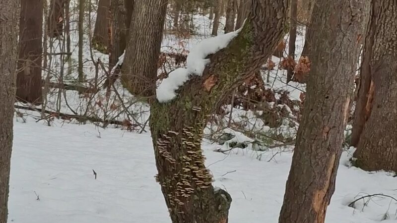 Saratoga Sand Plains Wildlife Management Area - Wilton, NY