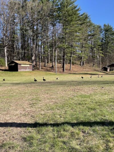Saratoga Sand Plains Wildlife Management Area - Wilton, NY