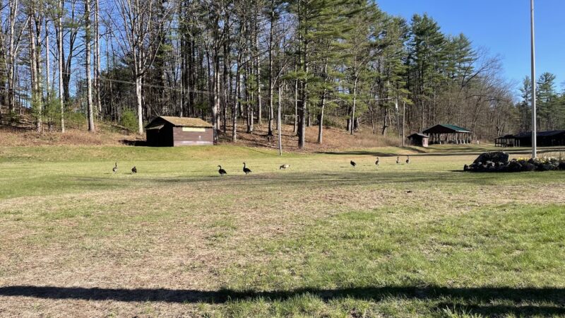Saratoga Sand Plains Wildlife Management Area - Wilton, NY