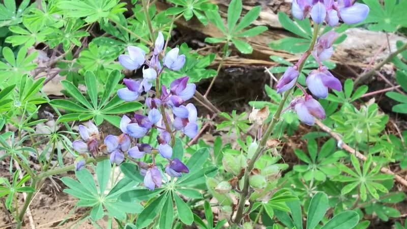Saratoga Sand Plains Wildlife Management Area - Wilton, NY