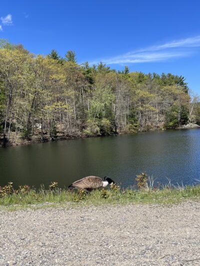 Middlesex Fells Reservation - Long Pond Parking Lot - Winchester, MA
