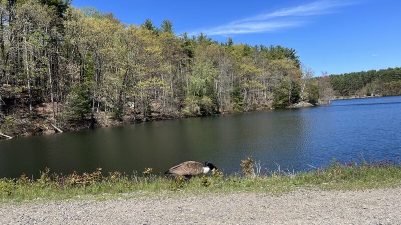 Middlesex Fells Reservation - Long Pond Parking Lot - Winchester, MA