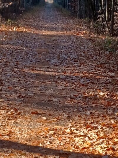 Ashuelot Recreational Rail Trail - Winchester, NH