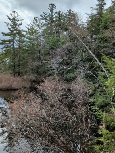 Pisgah State Park - Winchester, NH