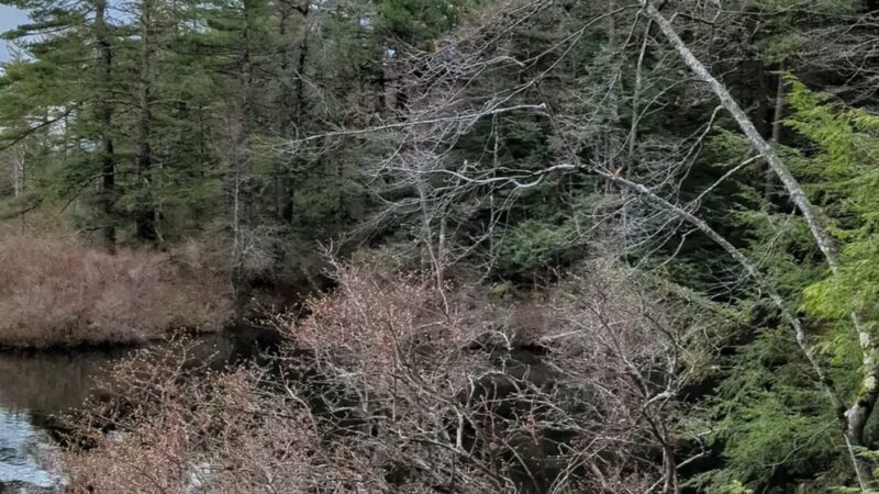 Pisgah State Park - Winchester, NH