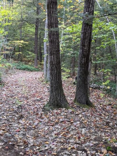 Pisgah State Park - Winchester, NH