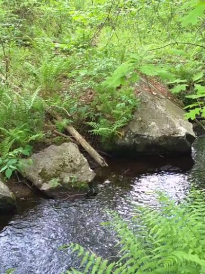 Foster's Pond Natural Area - Windham, NH