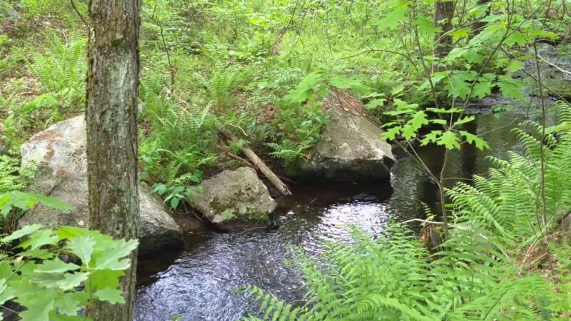 Foster's Pond Natural Area - Windham, NH