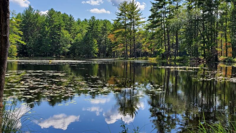 Foster's Pond Natural Area - Windham, NH