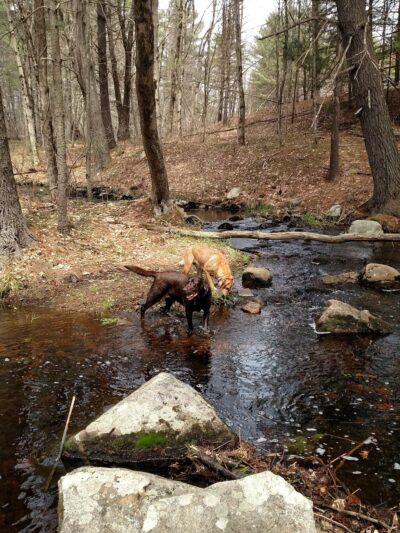 Foster's Pond Natural Area - Windham, NH