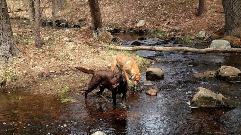 Foster's Pond Natural Area - Windham, NH