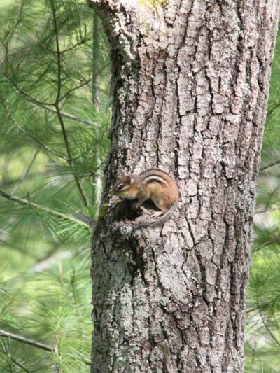 Foster's Pond Trail - Windham, NH
