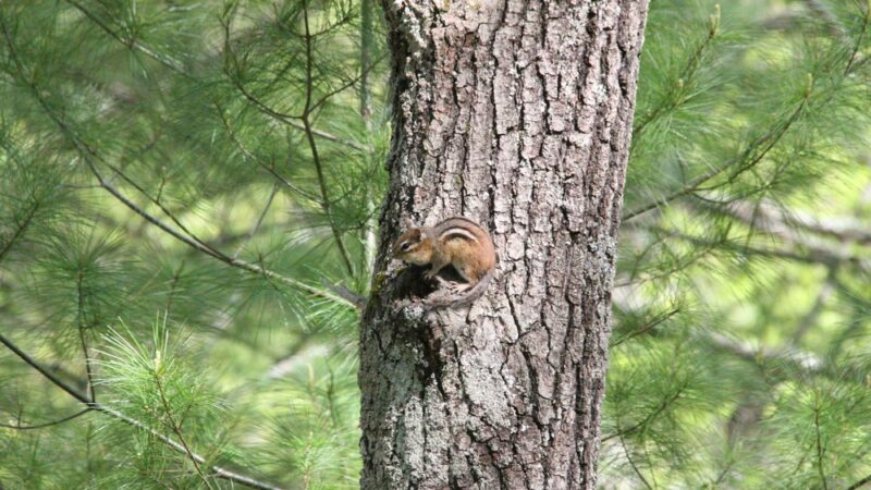 Foster's Pond Trail - Windham, NH