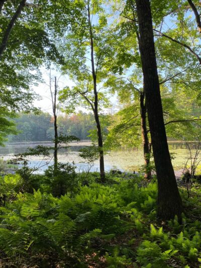 Foster's Pond Trail - Windham, NH