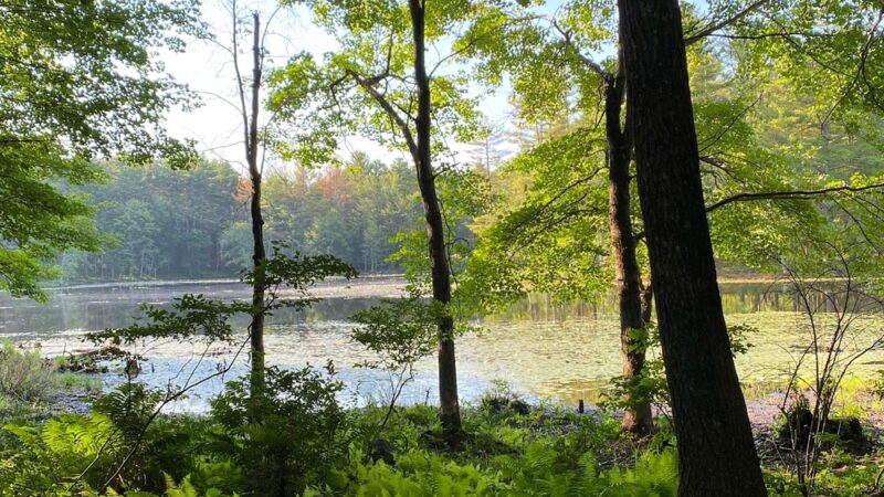 Foster's Pond Trail - Windham, NH