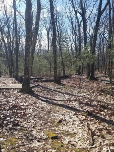 Windham Town Forest - Windham, NH