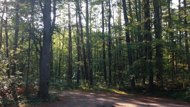 Windham Town Forest Parking - Windham, NH