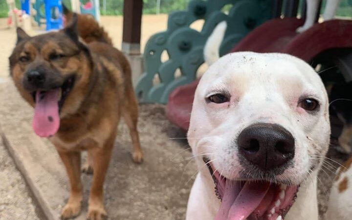 Woof Woof Daycare & Boarding - Windham, NH