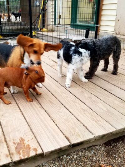 Woof Woof Daycare & Boarding - Windham, NH