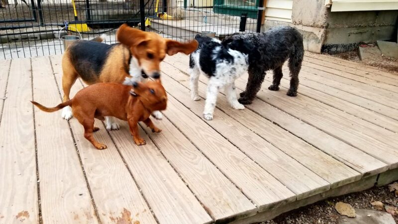 Woof Woof Daycare & Boarding - Windham, NH