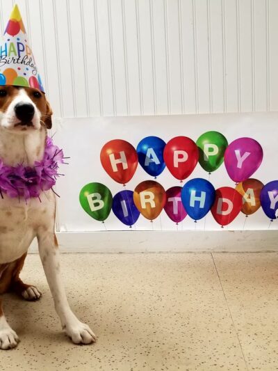 Woof Woof Daycare & Boarding - Windham, NH