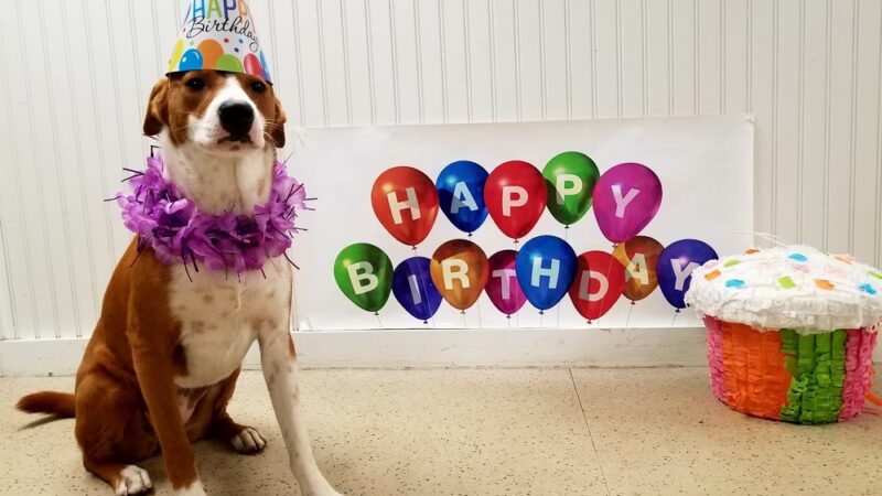 Woof Woof Daycare & Boarding - Windham, NH