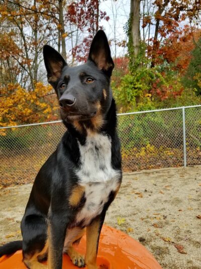 Woof Woof Daycare & Boarding - Windham, NH