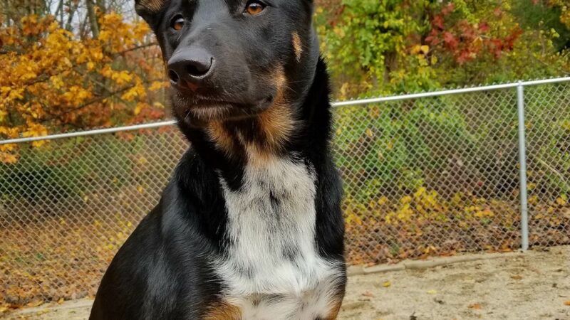 Woof Woof Daycare & Boarding - Windham, NH