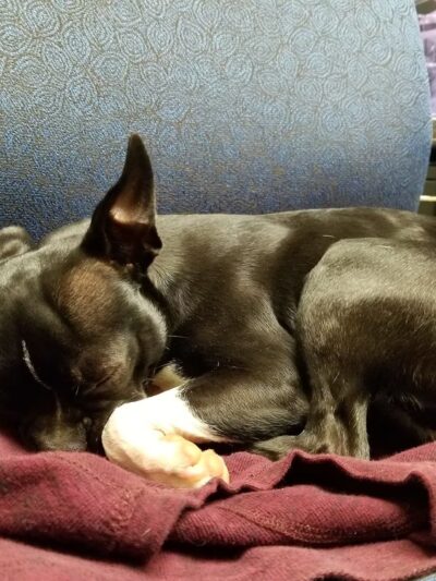 Woof Woof Daycare & Boarding - Windham, NH