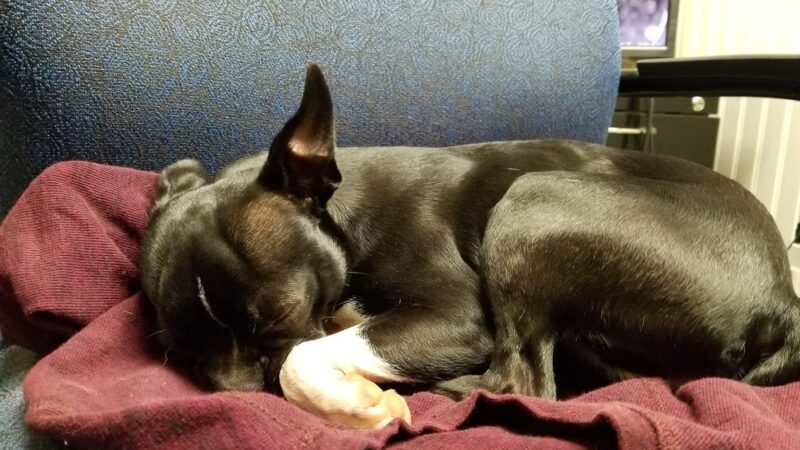 Woof Woof Daycare & Boarding - Windham, NH