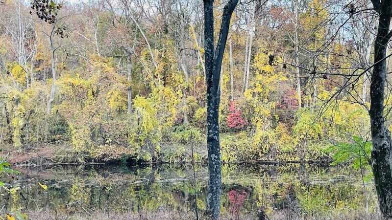 Patapsco Valley State Park - Pickall Area - Windsor Mill, MD