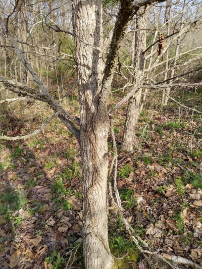 Mary Ingles Trail - Winfield, WV