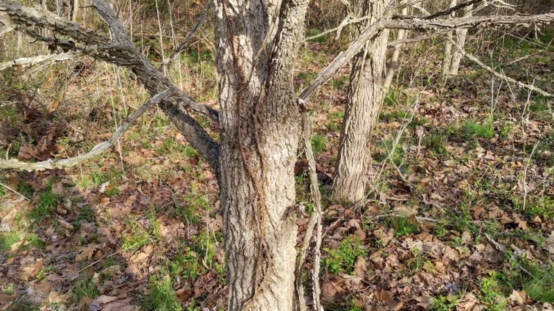 Mary Ingles Trail - Winfield, WV