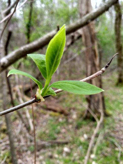 Mary Ingles Trail - Winfield, WV