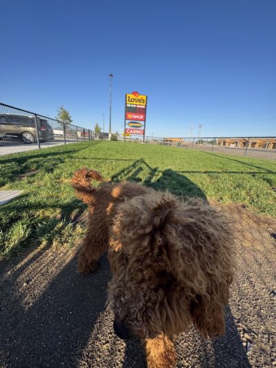 Dog Park at Love's Travel Stops - Winnemucca, NV