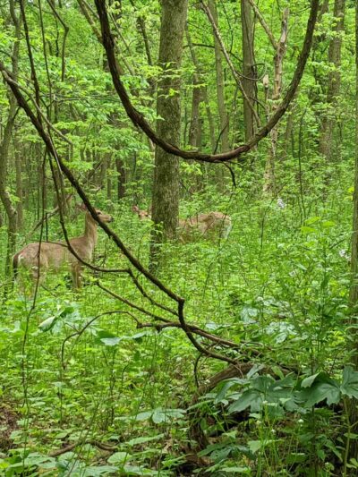 Winona Lake Trails - Winona Lake, IN