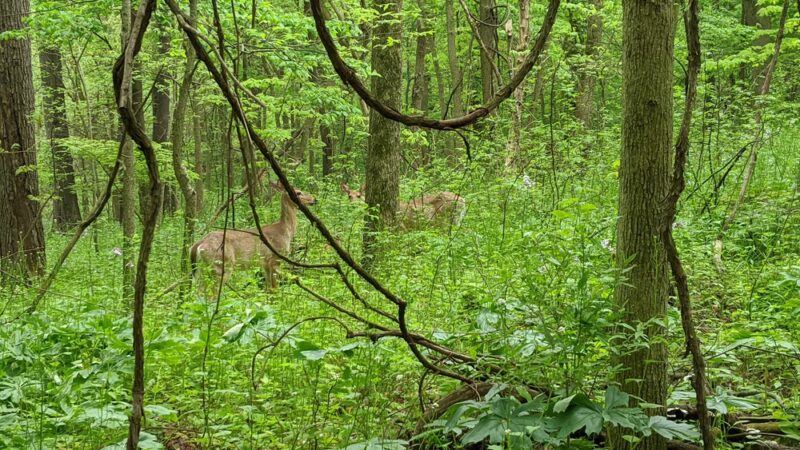 Winona Lake Trails - Winona Lake, IN