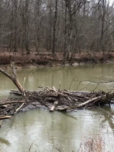Pike State Forest - Winslow, IN