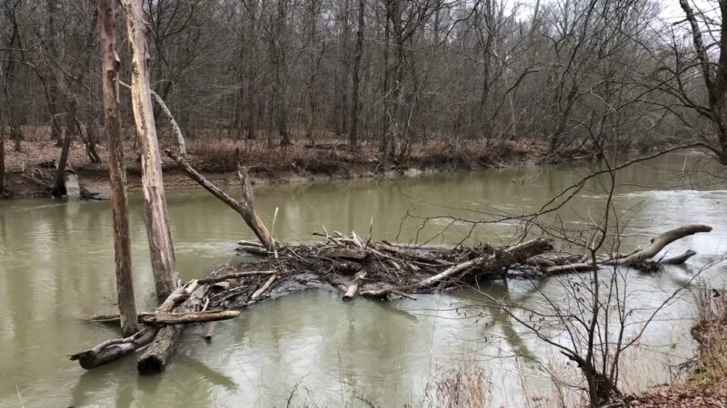 Pike State Forest - Winslow, IN