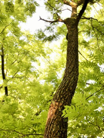 Pike State Forest - Winslow, IN