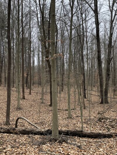 Pike State Forest - Winslow, IN