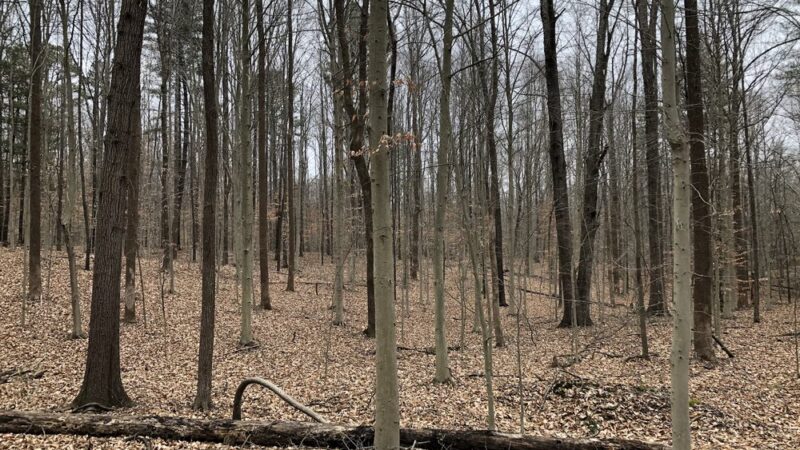 Pike State Forest - Winslow, IN