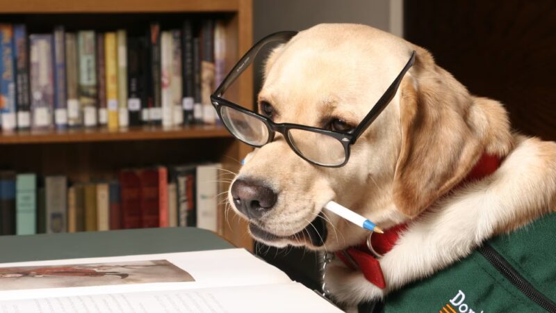 ECAD, Educated Canines Assisting with Disabilities - Winsted, CT